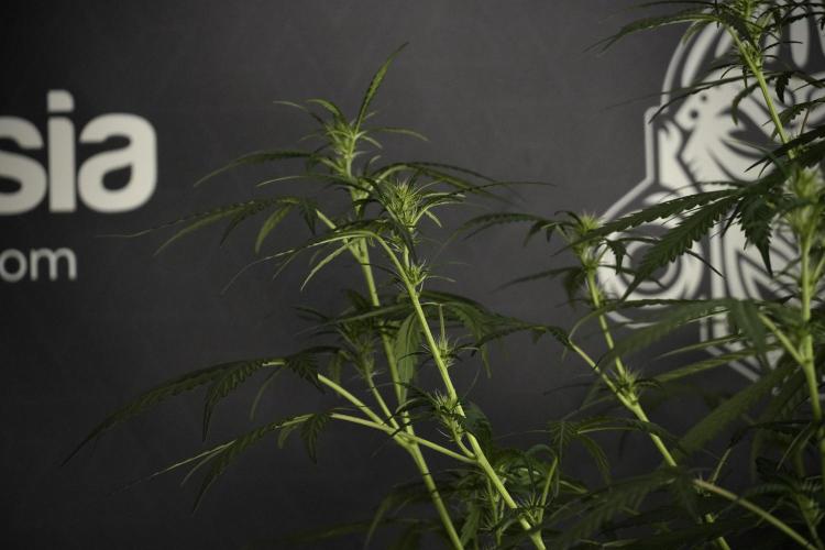 Pheno B Black Diamont Auto By Zamnesia. Week 5 - Black Diamont Auto Pheno B