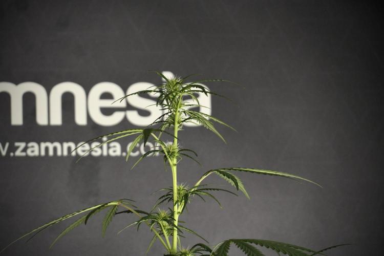 Pheno B Black Diamont Auto By Zamnesia. Week 5 - Black Diamont Auto Pheno B