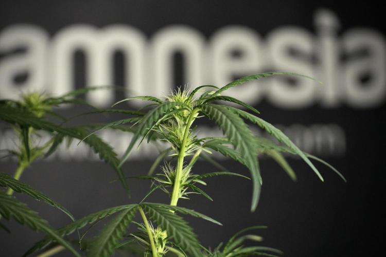 Pheno B Black Diamont Auto By Zamnesia. Week 5 - Black Diamont Auto Pheno B
