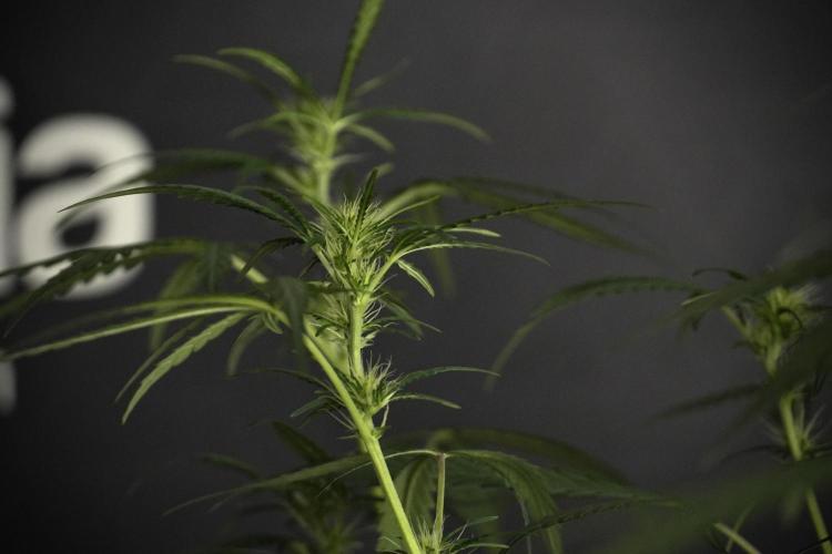 Pheno B Black Diamont Auto By Zamnesia. Week 5 - Black Diamont Auto Pheno B
