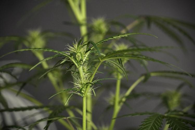 Pheno B Black Diamont Auto By Zamnesia. Week 5 - Black Diamont Auto Pheno B