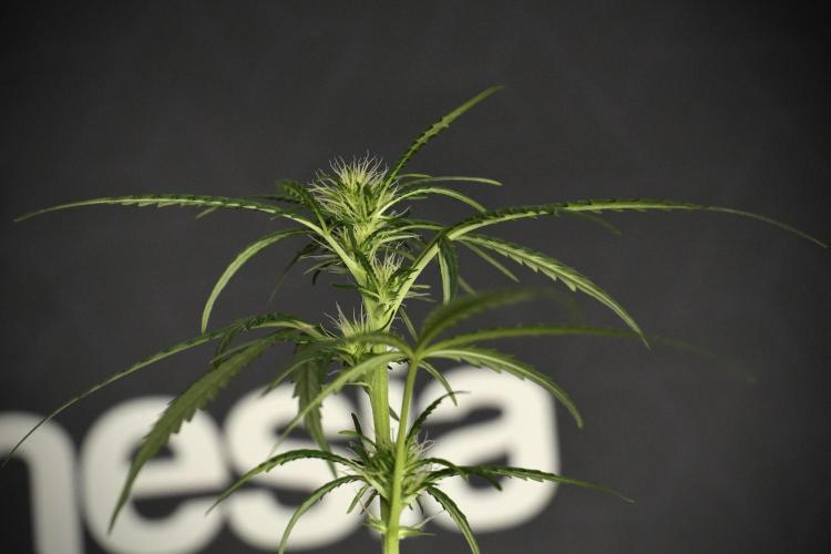 Pheno B Black Diamont Auto By Zamnesia. Week 5 - Black Diamont Auto Pheno B