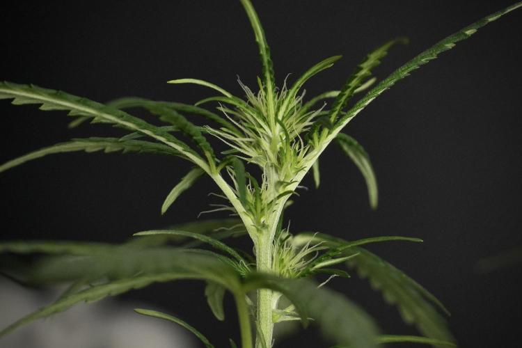 Pheno B Black Diamont Auto By Zamnesia. Week 5 - Black Diamont Auto Pheno B