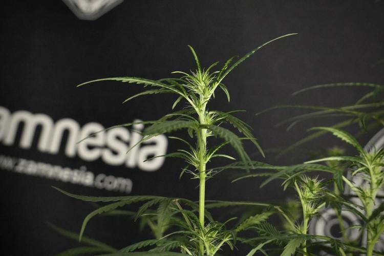 Pheno B Black Diamont Auto By Zamnesia. Week 5 - Black Diamont Auto Pheno B
