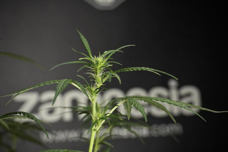 Pheno B Black Diamont Auto By Zamnesia. Week 5 - Black Diamont Auto Pheno B