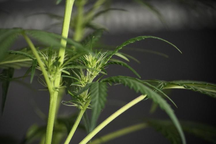 Pheno B Black Diamont Auto By Zamnesia. Week 5 - Black Diamont Auto Pheno B