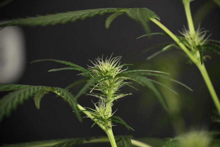 Pheno B Black Diamont Auto By Zamnesia. Week 5 - Black Diamont Auto Pheno B
