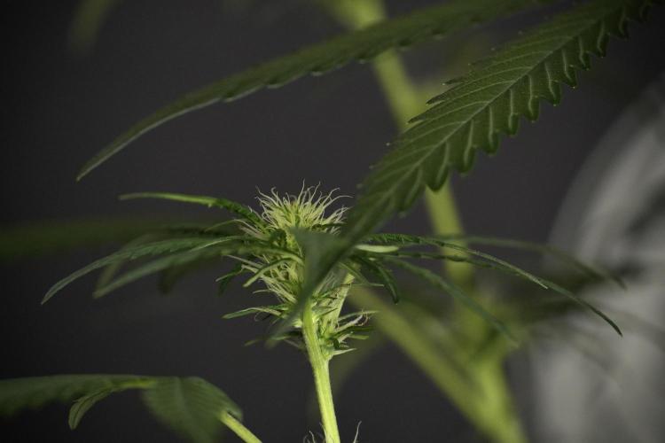 Pheno B Black Diamont Auto By Zamnesia. Week 5 - Black Diamont Auto Pheno B