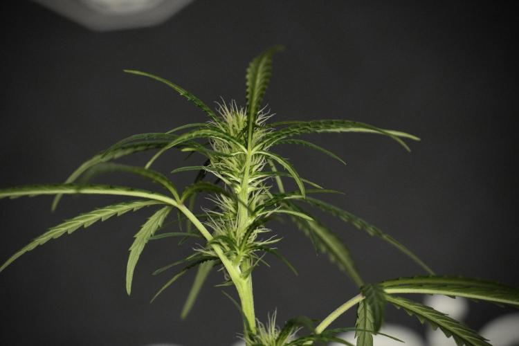 Pheno B Black Diamont Auto By Zamnesia. Week 5 - Black Diamont Auto Pheno B