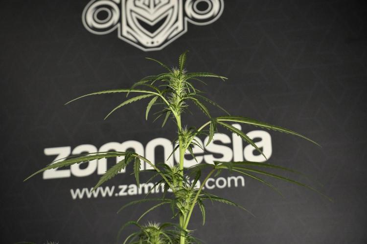 Pheno B Black Diamont Auto By Zamnesia. Week 5 - Black Diamont Auto Pheno B