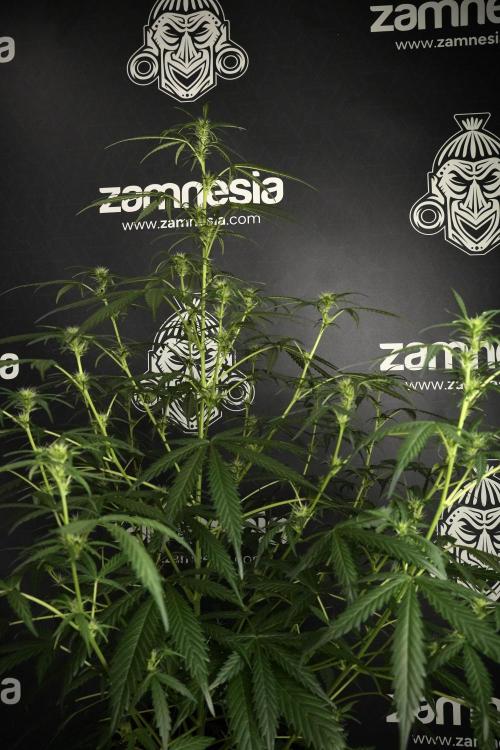 Pheno B Black Diamont Auto By Zamnesia. Week 5 - Black Diamont Auto Pheno B