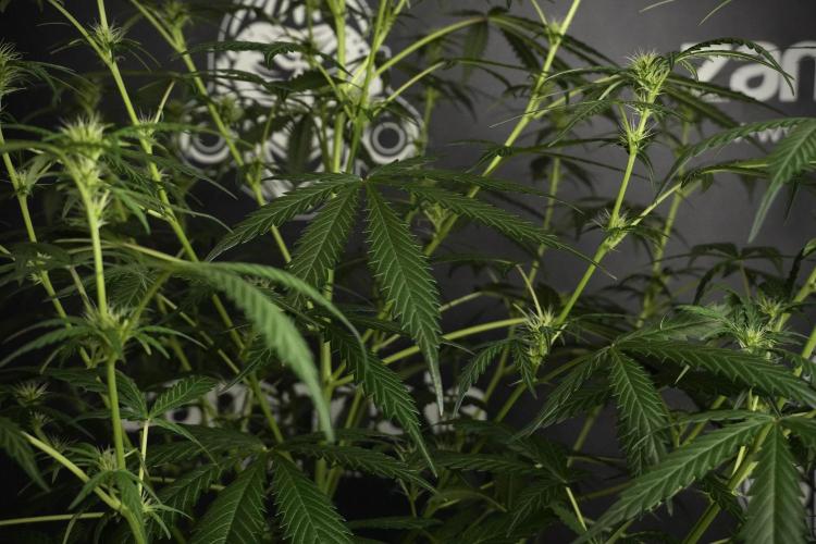 Pheno B Black Diamont Auto By Zamnesia. Week 5 - Black Diamont Auto Pheno B