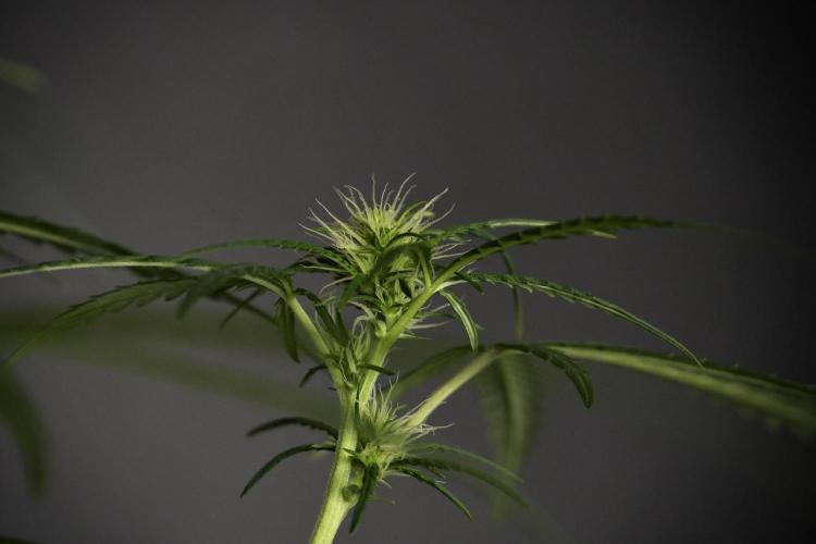 Pheno B Black Diamont Auto By Zamnesia. Week 5 - Black Diamont Auto Pheno B