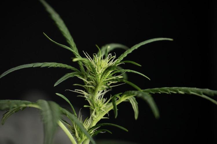 Pheno B Black Diamont Auto By Zamnesia. Week 5 - Black Diamont Auto Pheno B