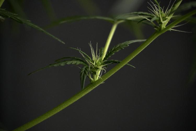 Pheno B Black Diamont Auto By Zamnesia. Week 5 - Black Diamont Auto Pheno B
