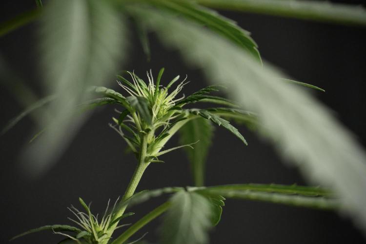 Pheno B Black Diamont Auto By Zamnesia. Week 5 - Black Diamont Auto Pheno B