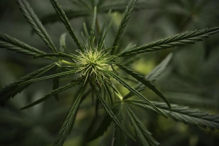 Pheno B Black Diamont Auto By Zamnesia. Week 5 - Black Diamont Auto Pheno B