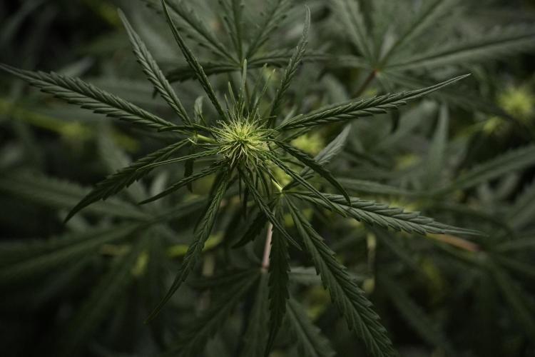 Pheno B Black Diamont Auto By Zamnesia. Week 5 - Black Diamont Auto Pheno B