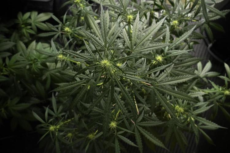 Pheno B Black Diamont Auto By Zamnesia. Week 5 - Black Diamont Auto Pheno B