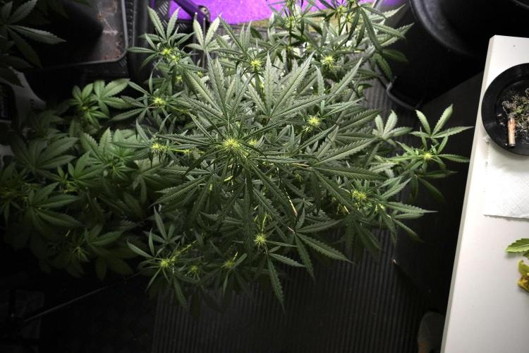Pheno B Black Diamont Auto By Zamnesia. Week 5 - Black Diamont Auto Pheno B