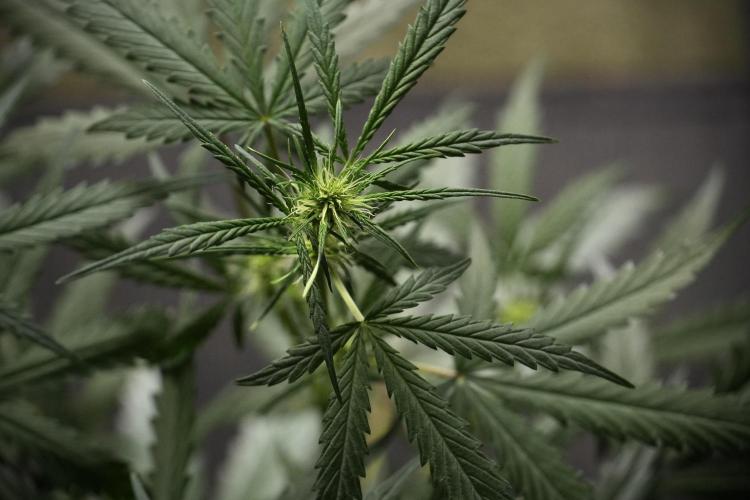 Pheno B Black Diamont Auto By Zamnesia. Week 5 - Black Diamont Auto Pheno B