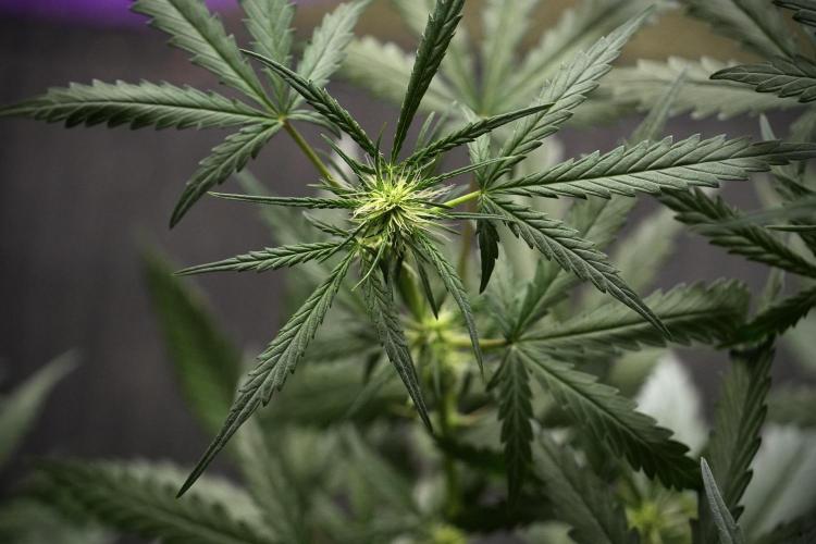 Pheno B Black Diamont Auto By Zamnesia. Week 5 - Black Diamont Auto Pheno B