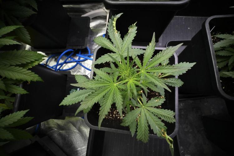 Candy Rain Auto By Zamnesia. Week 5 - Candy Rain Auto