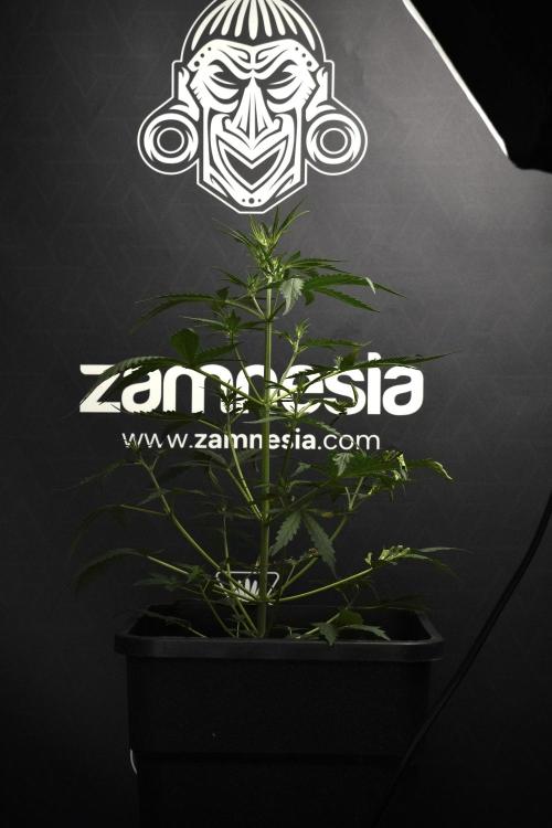Candy Rain Auto By Zamnesia. Week 5 - Candy Rain Auto