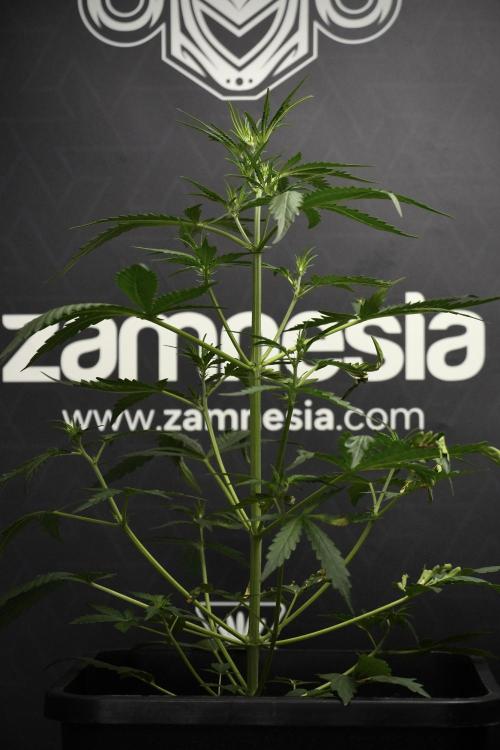 Candy Rain Auto By Zamnesia. Week 5 - Candy Rain Auto