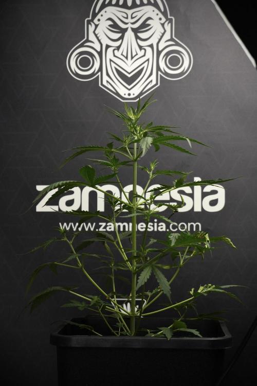 Candy Rain Auto By Zamnesia. Week 5 - Candy Rain Auto