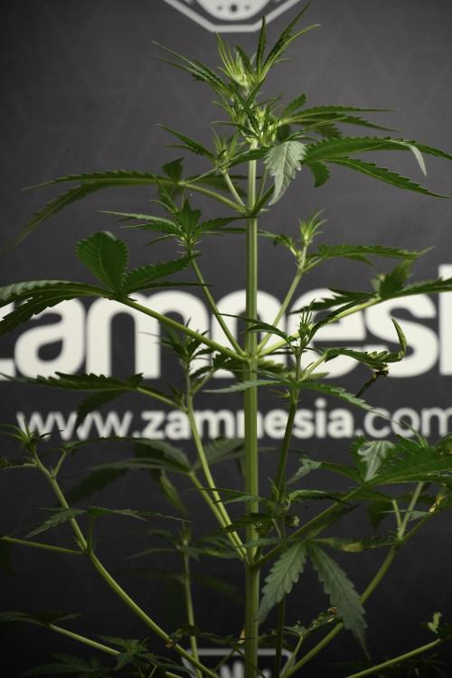Candy Rain Auto By Zamnesia. Week 5 - Candy Rain Auto