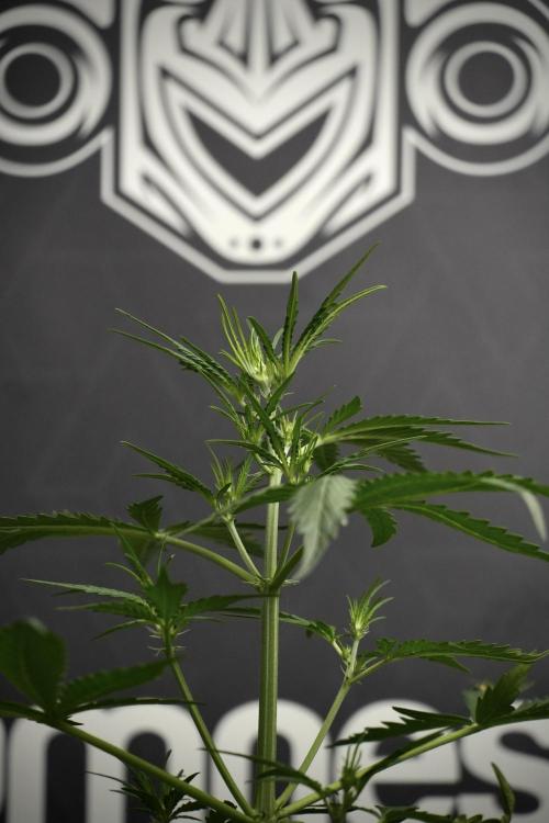 Candy Rain Auto By Zamnesia. Week 5 - Candy Rain Auto