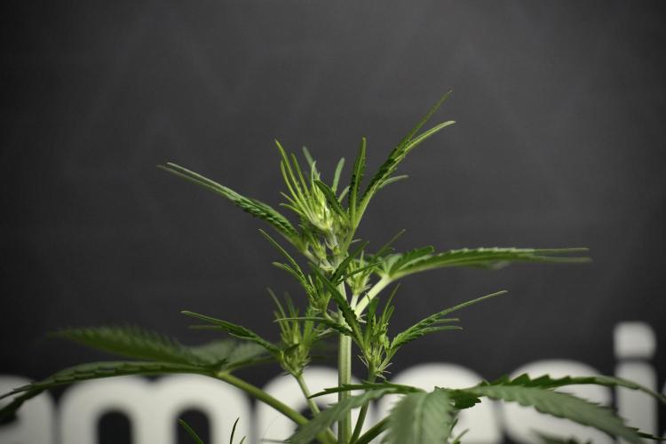 Candy Rain Auto By Zamnesia. Week 5 - Candy Rain Auto
