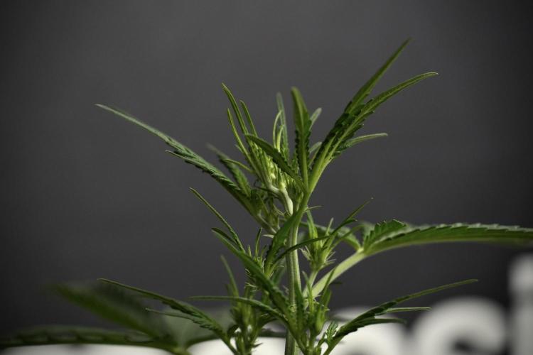 Candy Rain Auto By Zamnesia. Week 5 - Candy Rain Auto