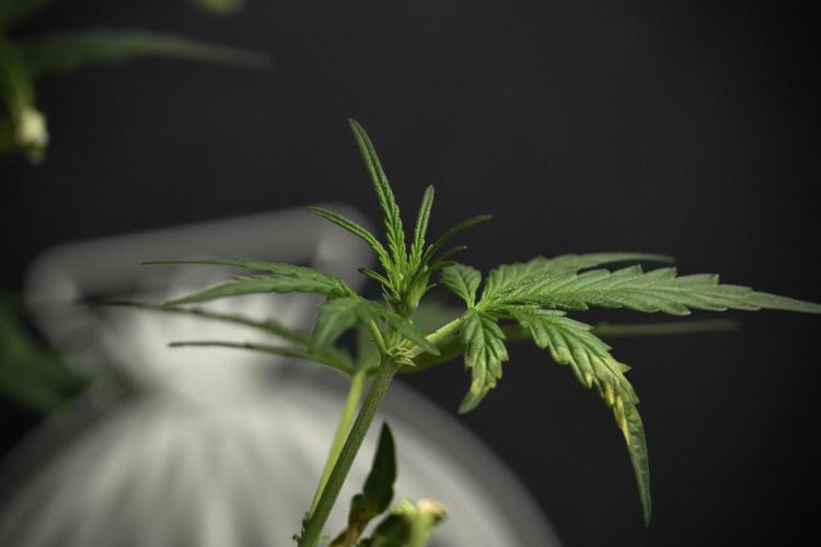Candy Rain Auto By Zamnesia. Week 5 - Candy Rain Auto