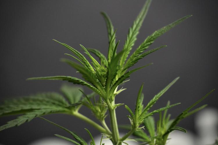 Candy Rain Auto By Zamnesia. Week 5 - Candy Rain Auto