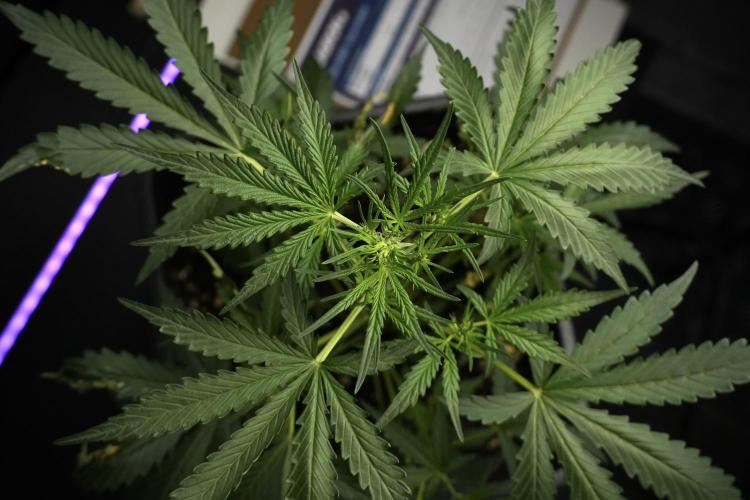 Candy Rain Auto By Zamnesia. Week 5 - Candy Rain Auto