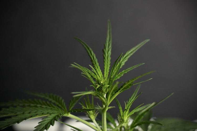 Candy Rain Auto By Zamnesia. Week 5 - Candy Rain Auto