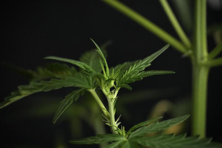 Candy Rain Auto By Zamnesia. Week 5 - Candy Rain Auto