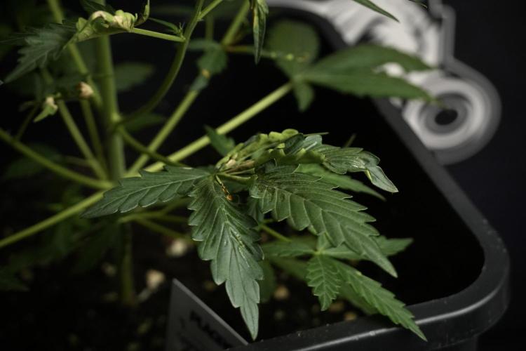 Candy Rain Auto By Zamnesia. Week 5 - Candy Rain Auto