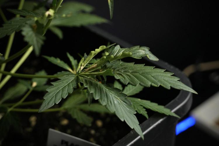 Candy Rain Auto By Zamnesia. Week 5 - Candy Rain Auto