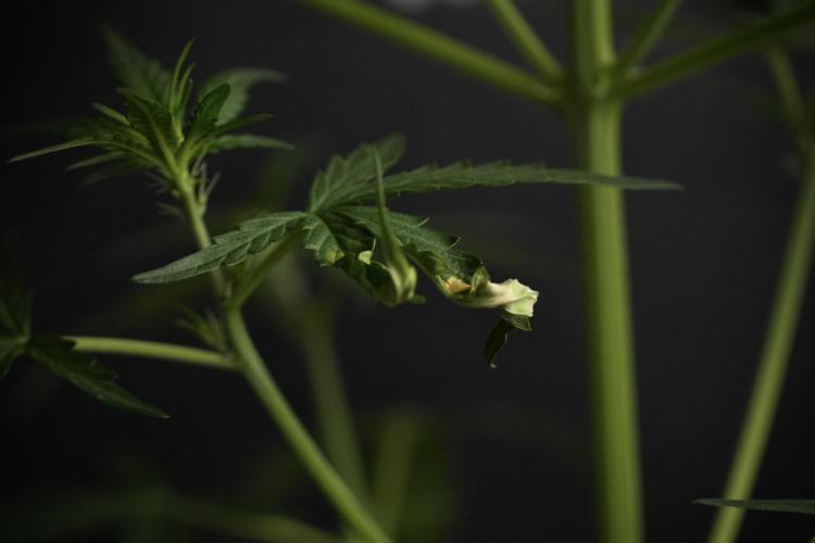 Candy Rain Auto By Zamnesia. Week 5 - Candy Rain Auto