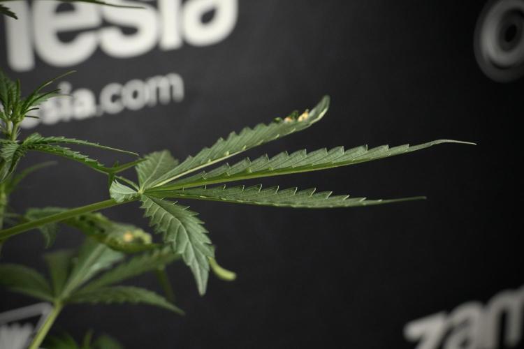 Candy Rain Auto By Zamnesia. Week 5 - Candy Rain Auto