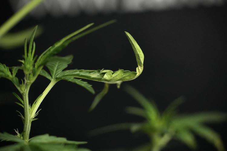 Candy Rain Auto By Zamnesia. Week 5 - Candy Rain Auto