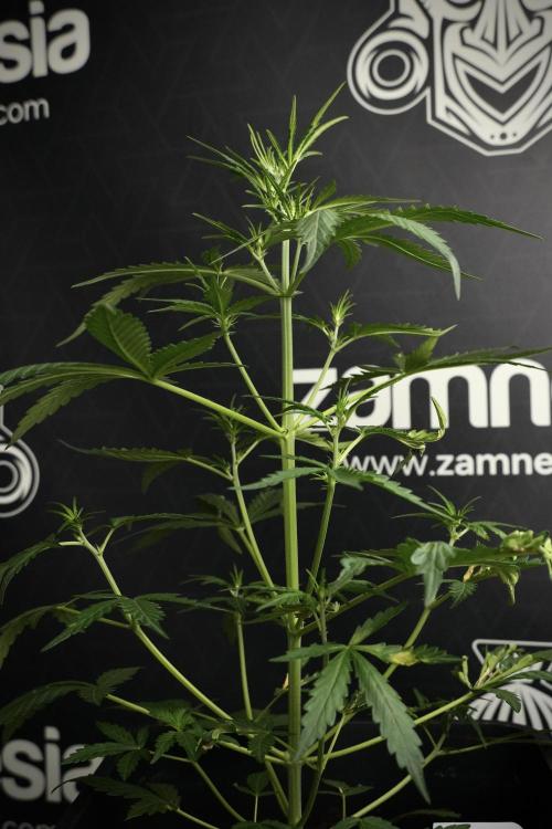 Candy Rain Auto By Zamnesia. Week 5 - Candy Rain Auto