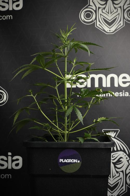 Candy Rain Auto By Zamnesia. Week 5 - Candy Rain Auto