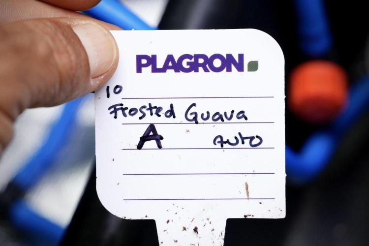 Frosted Guava Auto By Zamnesia Pheno A. Week 5 - Frosted Guava Auto  plant A