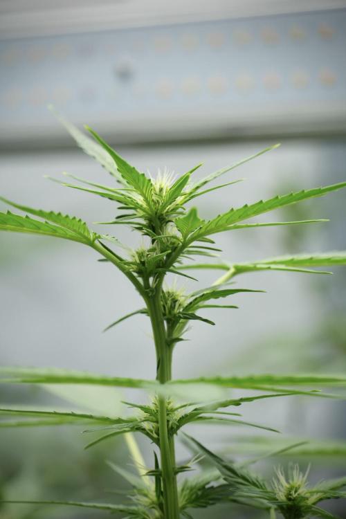 Frosted Guava Auto By Zamnesia Pheno A. Week 5 - Frosted Guava Auto  plant A