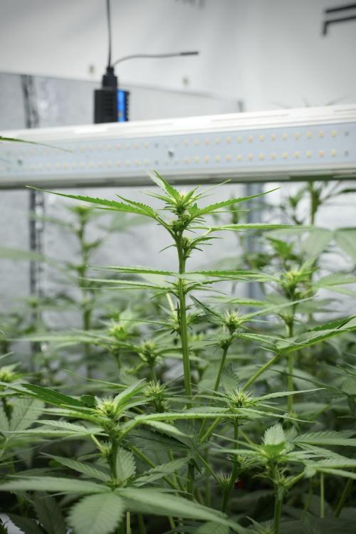 Frosted Guava Auto By Zamnesia Pheno A. Week 5 - Frosted Guava Auto  plant A