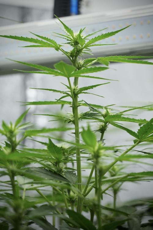 Frosted Guava Auto By Zamnesia Pheno A. Week 5 - Frosted Guava Auto  plant A